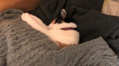 あさぼらけ写真館