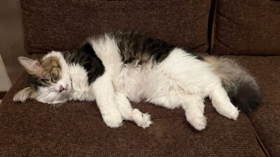 リアル猫の手(=^・^=)