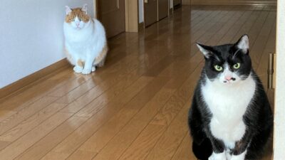 ソーシャルディスタンス・ネコちゃん？