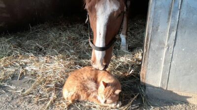 あさぼらけ写真館「ウマ＆ネコ、ウシ＆ネコ」