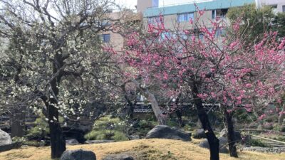 湯島天神の梅と「生物季節モニタリング調査員募集」