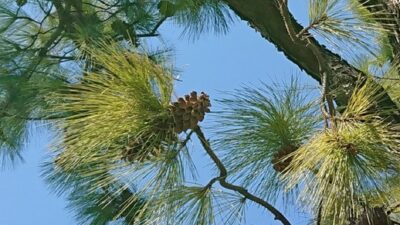 ♪大きな松の～木の下で～