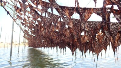 大森海苔ふるさと館
