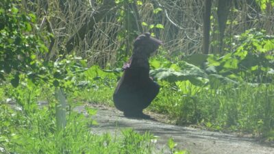 あさぼらけ写真館~見間違え(笑)~