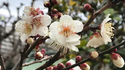 梅の花と節分と。。