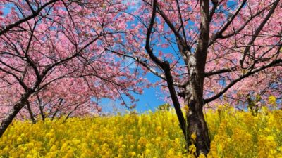 あさぼらけ写真館