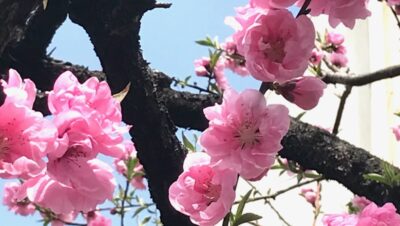 ?あさぼらけ写真館?