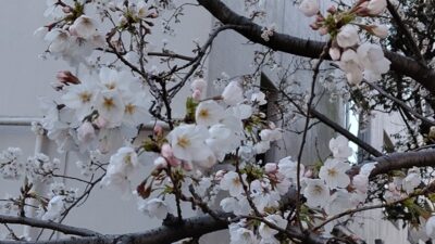 桜が、咲いた?