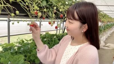 春、いちご狩りのすすめ?