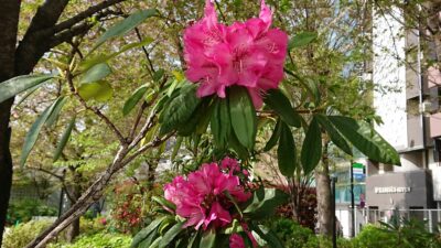 暑かったり☀　急に寒くなったり☂