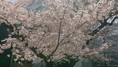 桜、舞い散る?