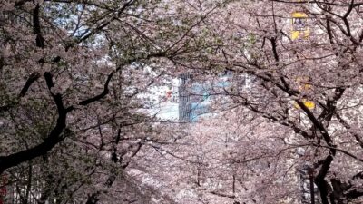 桜並木で和んで下さい
