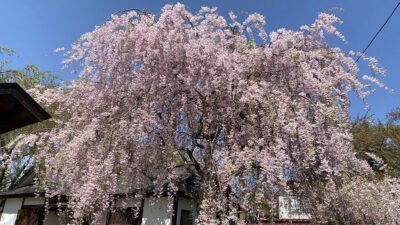 お花なあさぼらけ写真館