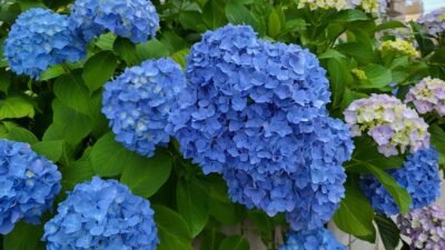 タイトルは「うたの こども」