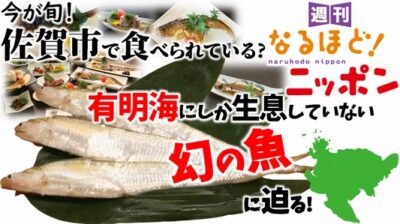 今が旬！　佐賀市で食べられている？『有明海にしか生息していない幻の魚』に迫る！