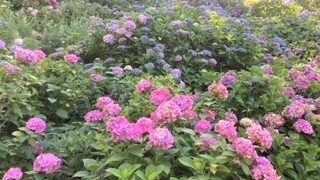 本のご紹介