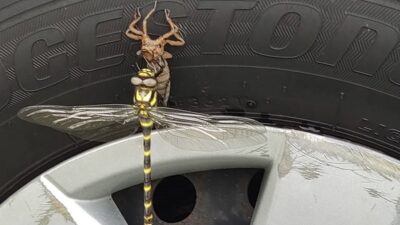 回遊魚???