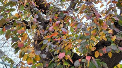 なんだかうれしい、お茶の間ラジオ?