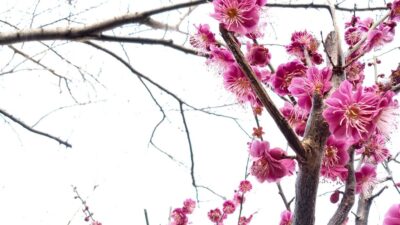 梅は咲いたか 桜はまだかいなぁ～