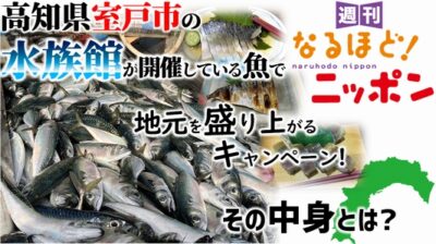 高知県室戸市の水族館が開催している魚で地元を盛り上がるキャンペーン！　その中身とは？