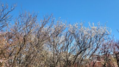 2月最後の日曜日?