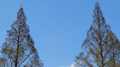 あなたの好きな、春のうた♪　教えてください！