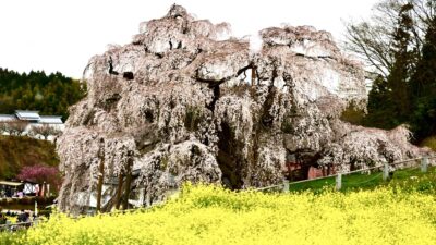 あさぼらけ写真館…と、来週の放送とビール?
