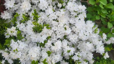「私の好きな、春のうた♪」