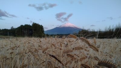 やきそば決戦＆あさぼらけ写真館