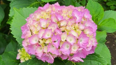 6月18日はスペシャル「私の好きな、雨のうた☂」