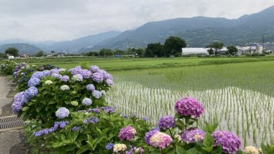 ザ・日本の風景に和みます^^