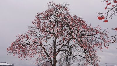 今年もいくつ寝ると…上ちゃんの特番あり！