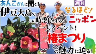あんこさんに聞く！　伊豆大島でこの時季行われる一大イベント！　椿まつりの魅力に迫る！