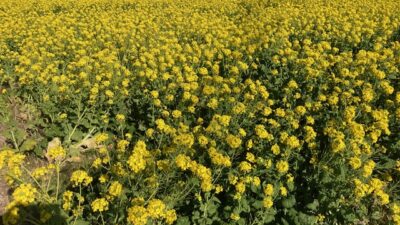 新年の日記とリクエスト募集中～?