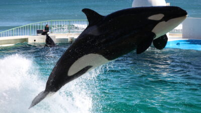 埼玉昆虫談話会＆あさぼらけ写真館