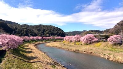 河津桜と菜の花