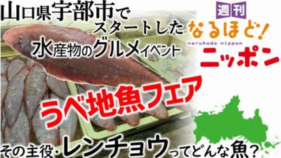 山口県宇部市でスタートした水産物のグルメイベント『うべ地魚フェア』その主役・レンチョウってどんな魚？
