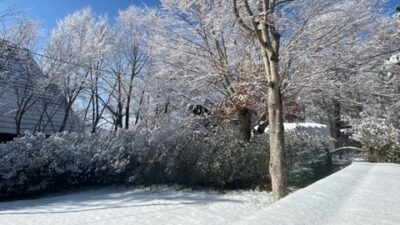 ほっと一息☕Photo Book⛄青空の下咲き誇る雪の花