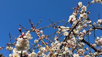 ほっと一息☕Photo Book♪梅は咲いたか、桜はまだかいな♬