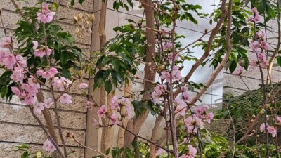 この春、卒業するみなさんとそのご家族へ…