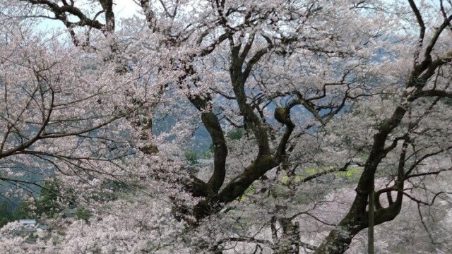 あさぼらけ写真館