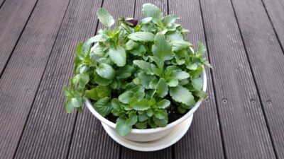 歌舞伎ソムリエ・おくだ健太郎さんに聞く「三月大歌舞伎」