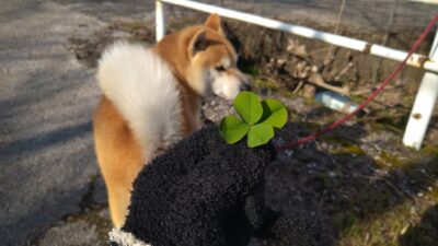 あさぼらけ写真館?