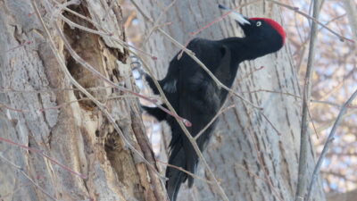 ぶんこのこんぶ　あさぼらけ写真館