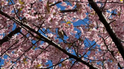 あさぼらけ写真館～春一枚～