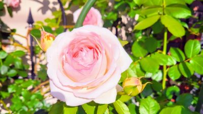 リスナー特別先行予約受付は終了しました