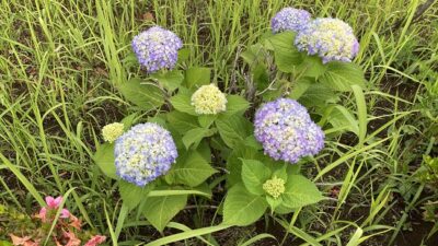 ほっと一息☕Photo Book　紫陽花の季節到来^^