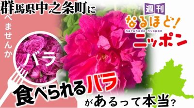 群馬県中之条町に食べられるバラがあるって本当？
