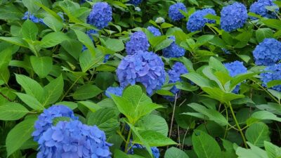 今日はスペシャル「私の、雨の物語☂」