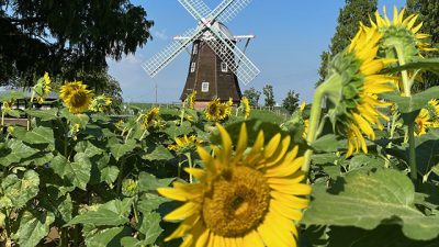 🌻ひまわりの場所🌻
